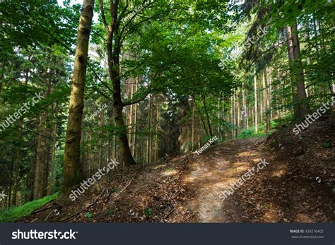 Beautiful View On Forest Path High Stock Photo 439216402