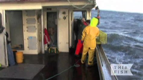 Hubert Saulnier Lobster Fisherman In Southwest Nova Scotia Lfa 34