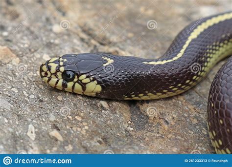 California Kingsnake Lampropeltis Californiae Striped Colorphase