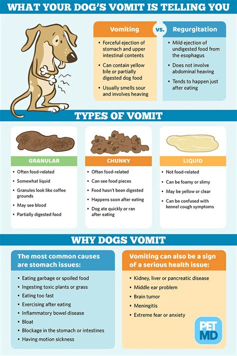 There are so many different reasons why your dog may be vomiting. Why Does My Pug Throw Up? 8 Reasons + White Foam Vomiting