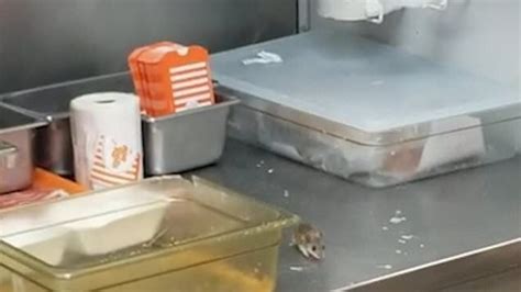 Disgusting Video Taken At A Texas Whataburger Shows A Rat Scurrying On