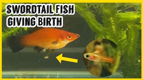 Swordtail Fish Giving Birth Caught On Camera Guppy Fish Girl Youtube