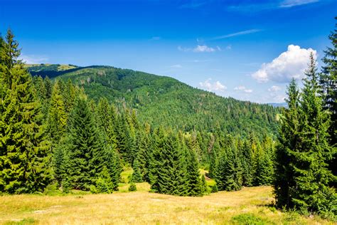 Longer growing seasons spell uncertainty for coniferous forests • Earth.com