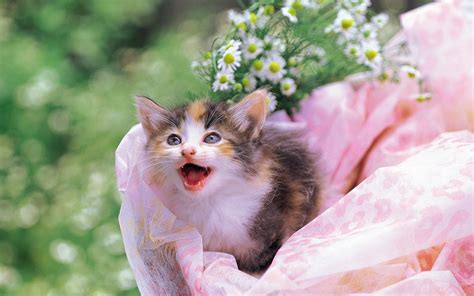 Pretty Kittens In Yard Kittens Wallpaper 13937784 Fanpop