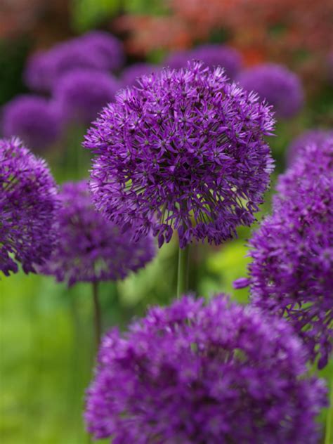 Allium Purple Sensation Quality Flower Bulbs Uk