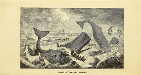 Songs Whales Sing The Peculiar History Of Commercial Whaling The