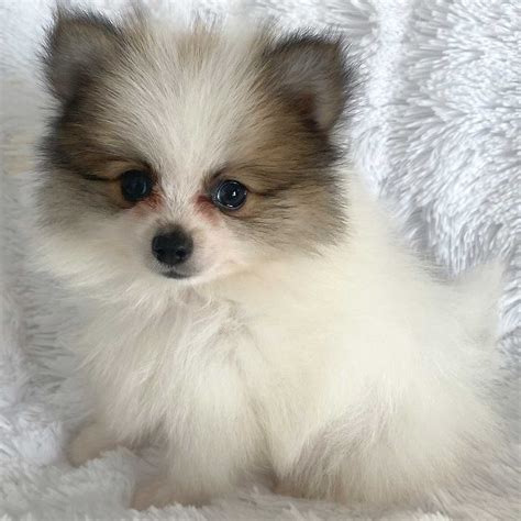 Pomeranian Puppy For Sale Heavenly Puppies