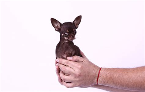 23 Full Grown Milly Smallest Dog In The World L2sanpiero