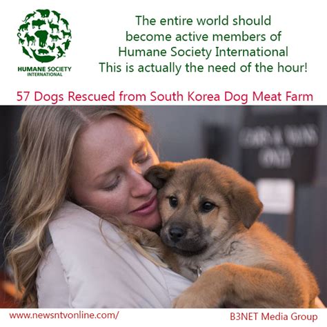 Humane Society International Rescued 57 Dogs From A Dog Meat Farm In