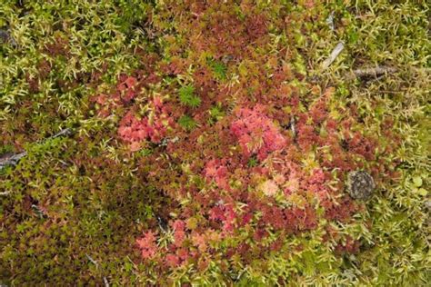 weird pink blobs spotted in scotland could be alien life form metro news