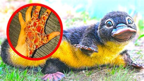 15 Cute Animals That Are Actually Deadly Youtube