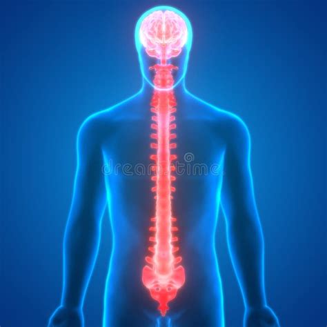 Brain With Spinal Cord Anatomy Stock Illustration Illustration Of