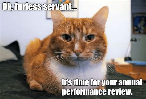 #star wars #lawyer cat #cats #memes. Moment of truth | Funny cat memes, Silly cats, Funny cats