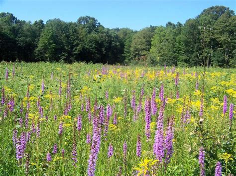 Pennsylvanias Only Prairie About To Burst Into Bloom Of Wildflowers