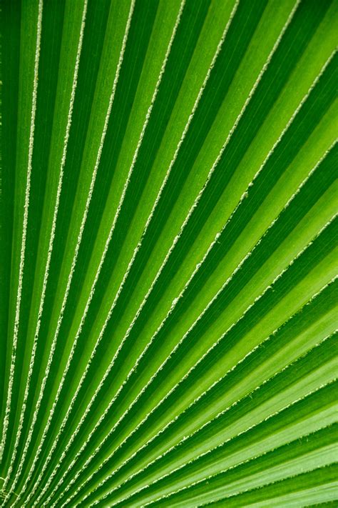 Green Palm Tree Leaf Free Stock Photo Public Domain Pictures