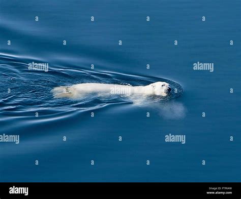 A Polar Bear Swims In Open Water In The Arctic Ocean Off Alaska The