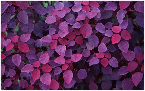 Purple Leaves and Flowers Windows 7 Desktop Backgrounds ...
