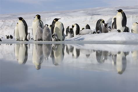 Antarctica Emperor Penguins On Ice
