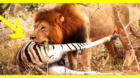 National Geographic Wild Animals Fights Documentary Amazing Wild Animal