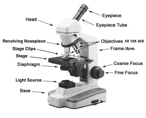 Parts Of A Compound Light Microscope Quizlet