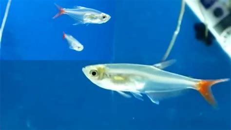 Glass Bloodfin Tetra How To Care How To Tell Its Gender Tank Mates