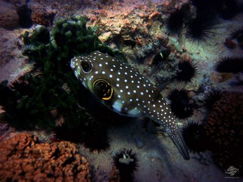 Pufferfish Intereseting Facts And Photographs Seaunseen