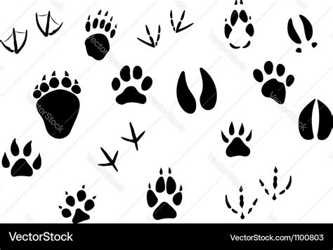 Animal Footprints And Tracks Royalty Free Vector Image