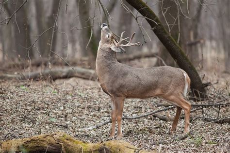 What Do White Tailed Deer Eat The Easy Guide To Whitetail Feeding Habits Outdoorever
