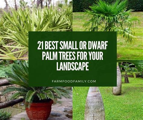 21 Best Small Or Dwarf Palm Trees For Your Landscape With Pictures