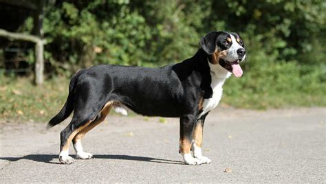 Entlebucher Mountain Dog Dog Breed Information And Facts Pictures