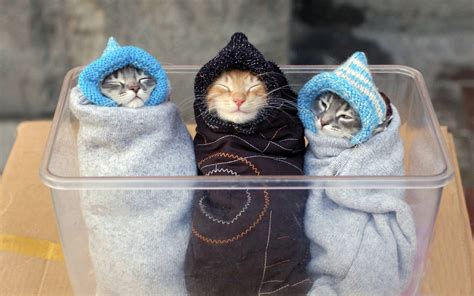 Hình nền : Mèo con, Chăm sóc, ấm áp, Quần áo 1920x1200 - - 1088444