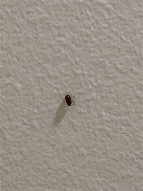 Tiny Red Bugs In Bathroom