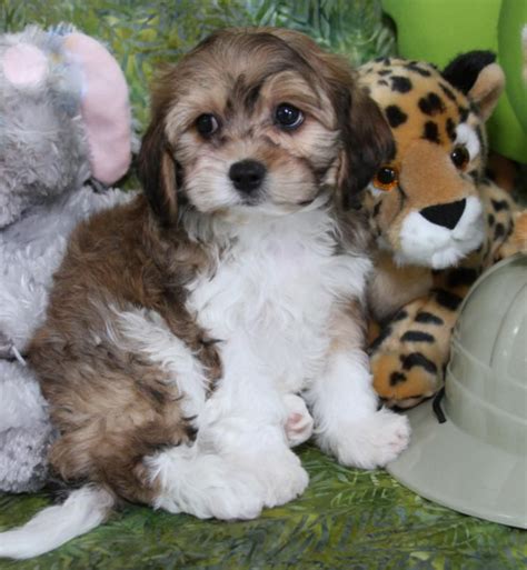 Jenny is very loving and likes meeting new people. Available Cavachon Puppies | Foxglove Farm | Cavachon ...