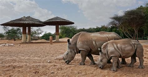 Al Ain Zoo Steps Up Rhino Conservation Efforts City 1016