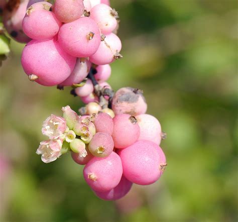 Pink Berries 2 Pink Snowberry Symphoricarpos Microphyllus Flickr