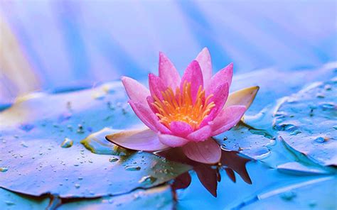 Zen Lotus Flower Wallpapers Top Free Zen Lotus Flower Backgrounds
