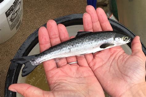 Good News For Maine Atlantic Salmon — Native Fish Coalition