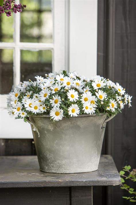 Es gibt viele giftige pflanzen für katzen. Giftige und ungiftige Pflanzen für Katzen | Schöne blumen ...