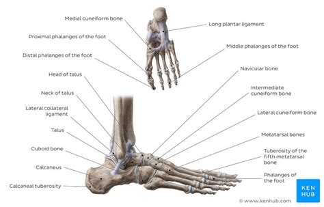 Each bone is a complex living organ that is made up of many cells, protein fibers, and minerals. Bones of the foot quizzes and labeled diagrams | Kenhub