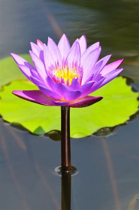 420 Lotus Purple Free Stock Photos Stockfreeimages