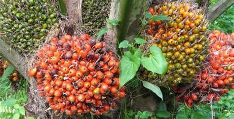 Mengenal Kelapa Sawit Sebagai Bahan Utama Crude Palm Oil CPO