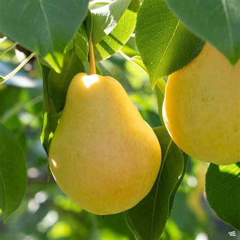 Pear Kieffer — Green Acres Nursery And Supply