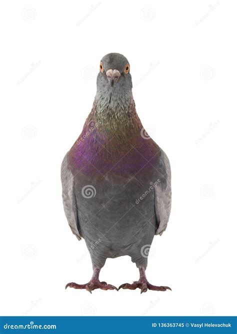Gray Dove Isolated Stock Image Image Of Stand Flight 136363745
