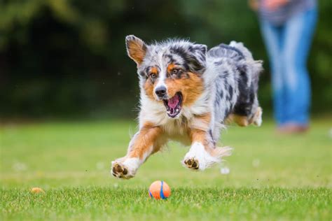 How Fast Can Australian Shepherds Run Bubbly Pet