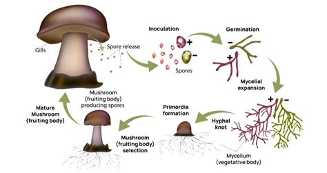 Mushroom Life Cycle 4 Key Stages And Their Features