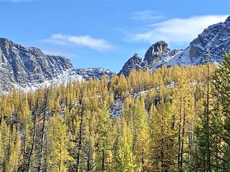 The Lovely Larch Coolest Tree On The Gdt The Great Divide Trail