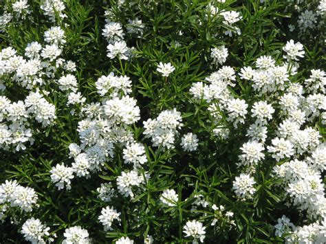 3.5 cm larghezza x 3.5 cm profondità. Iberis o iberide, fiori bianchi in marzo - Passione in verde