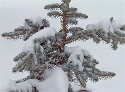 Free Images Branch Snow Winter Frost Ice Evergreen Weather Fir