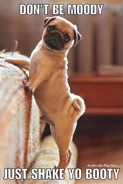 All Pugs Cute And Funny Home Facebook