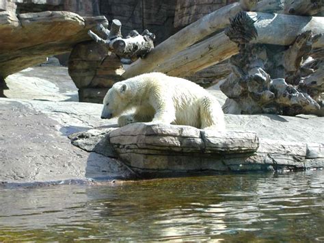 Polar Bear At San Diego Zoo Pics4learning